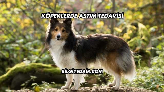 Köpeklerde Astım Tedavisi