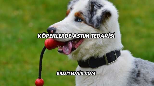 Köpeklerde Astım Tedavisi