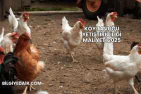 Köy Tavuğu Yetiştiriciliği Maliyeti 2025