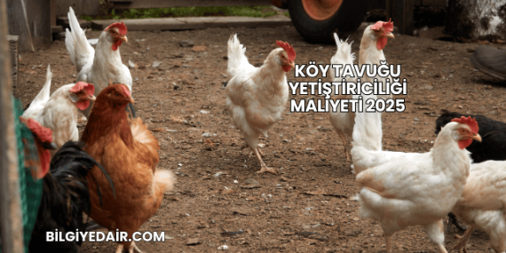 Köy Tavuğu Yetiştiriciliği Maliyeti 2025