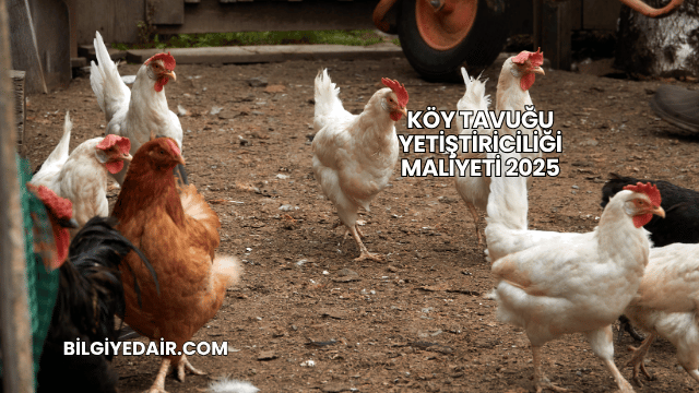 Köy Tavuğu Yetiştiriciliği Maliyeti 2025