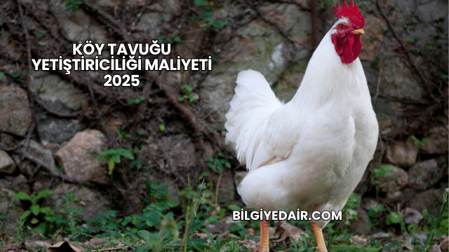 Köy Tavuğu Yetiştiriciliği Maliyeti 2025