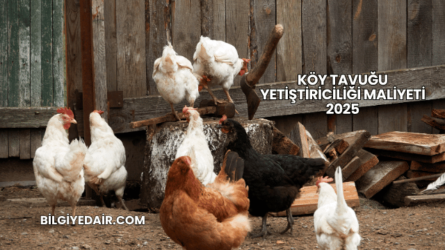 Köy Tavuğu Yetiştiriciliği Maliyeti 2025