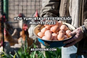 Köy Yumurtası Yetiştiriciliği Maliyeti 2025