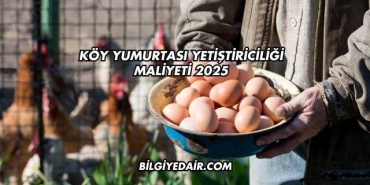 Köy Yumurtası Yetiştiriciliği Maliyeti 2025