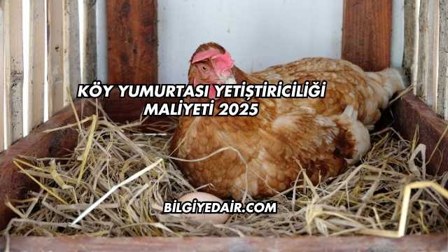 Köy Yumurtası Yetiştiriciliği Maliyeti 2025