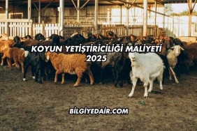 Koyun Yetiştiriciliği Maliyeti 2025