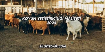 Koyun Yetiştiriciliği Maliyeti 2025