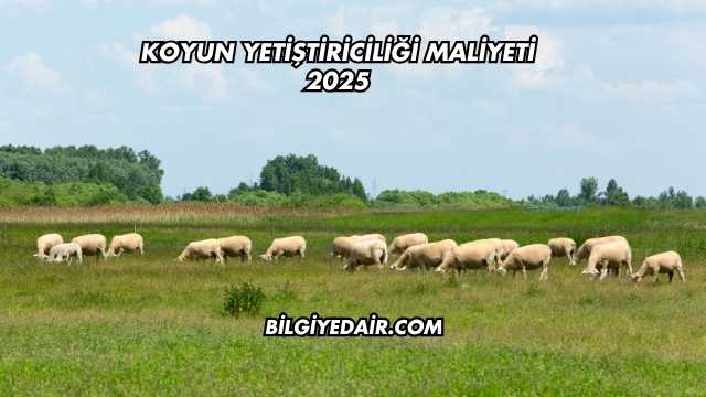 Koyun Yetiştiriciliği Maliyeti 2025