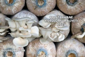 Mantarhane Kurulumu Maliyeti 2025