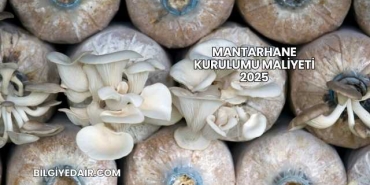Mantarhane Kurulumu Maliyeti 2025