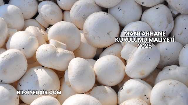 Mantarhane Kurulumu Maliyeti 2025