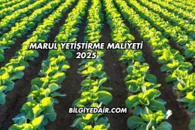 Marul Yetiştirme Maliyeti 2025