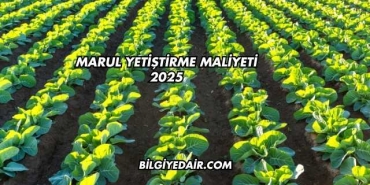 Marul Yetiştirme Maliyeti 2025