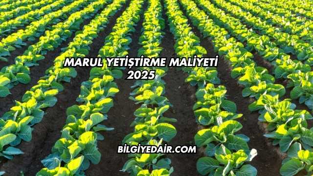 Marul Yetiştirme Maliyeti 2025