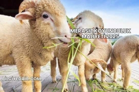 Merasız Koyunculuk Maliyeti 2025