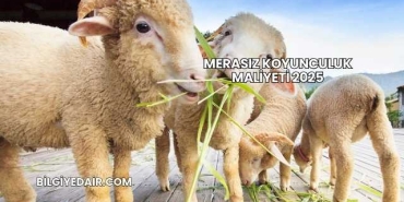 Merasız Koyunculuk Maliyeti 2025