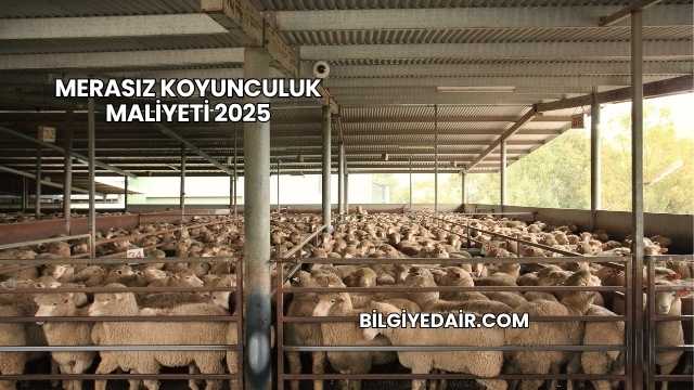 Merasız Koyunculuk Maliyeti 2025