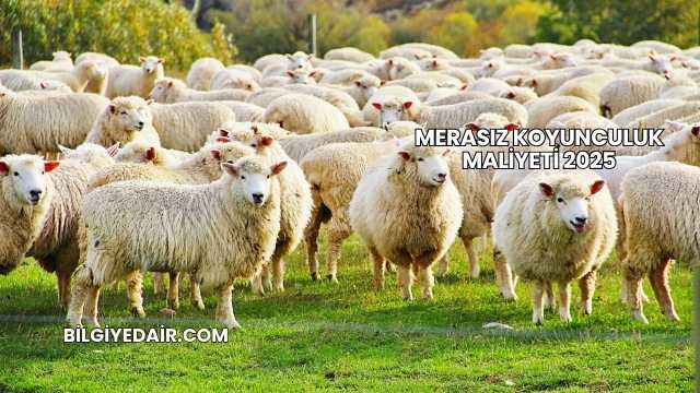Merasız Koyunculuk Maliyeti 2025
