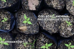 Özel Ağaçlandırma Projesi Maliyeti 2025
