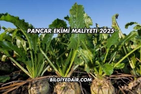 Pancar Ekimi Maliyeti 2025