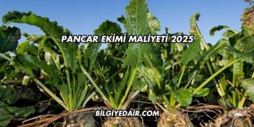 Pancar Ekimi Maliyeti 2025
