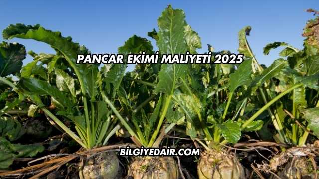 Pancar Ekimi Maliyeti 2025
