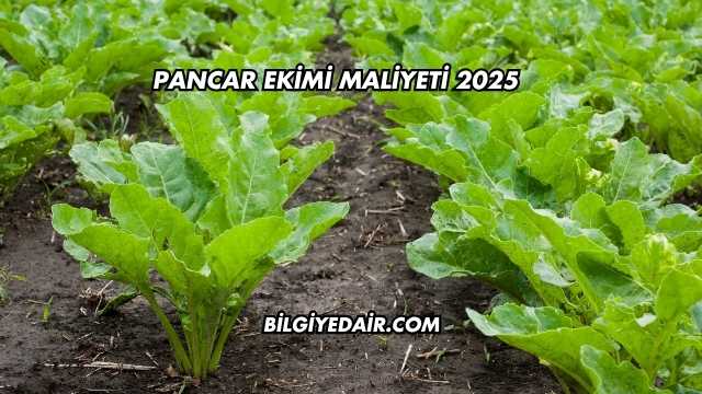 Pancar Ekimi Maliyeti 2025