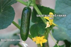 Salatalık Yağ Yakar mı?