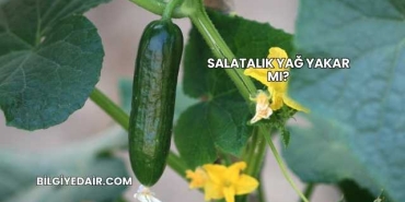 Salatalık Yağ Yakar mı?