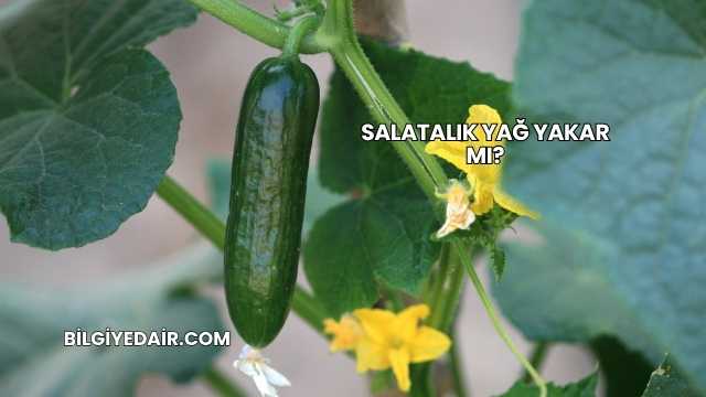 Salatalık Yağ Yakar mı?