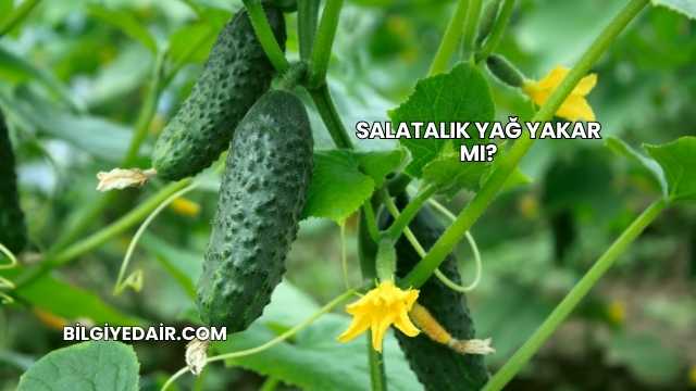 Salatalık Yağ Yakar mı?