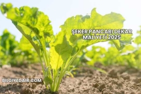 Şeker Pancarı Dekar Maliyeti 2025