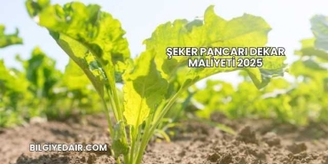 Şeker Pancarı Dekar Maliyeti 2025
