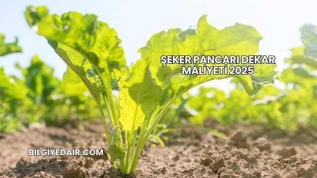 Şeker Pancarı Dekar Maliyeti 2025