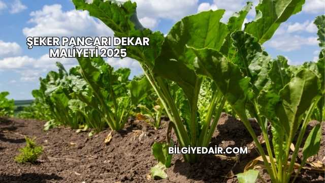 Şeker Pancarı Dekar Maliyeti 2025