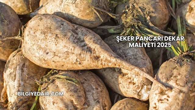 Şeker Pancarı Dekar Maliyeti 2025