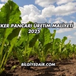 Şeker Pancarı Üretim Maliyeti 2025