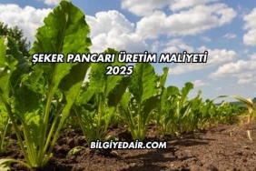Şeker Pancarı Üretim Maliyeti 2025