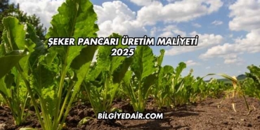 Şeker Pancarı Üretim Maliyeti 2025