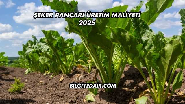 Şeker Pancarı Üretim Maliyeti 2025