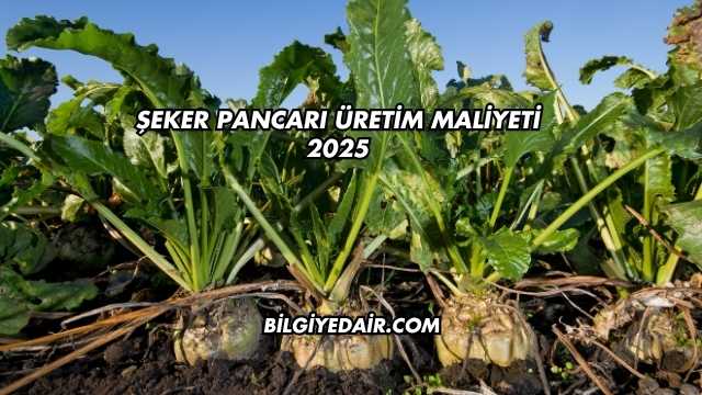 Şeker Pancarı Üretim Maliyeti 2025