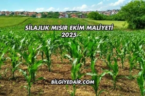 Silajlık Mısır Ekim Maliyeti 2025