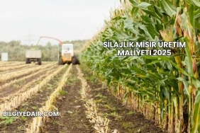 Silajlık Mısır Üretim Maliyeti 2025