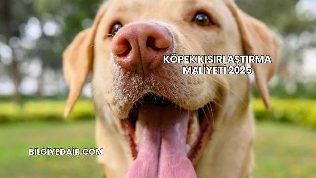 Köpek Kısırlaştırma Maliyeti 2025