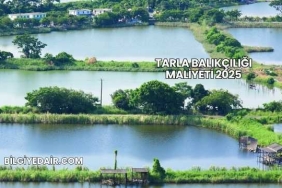 Tarla Balıkçılığı Maliyeti 2025