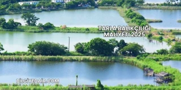 Tarla Balıkçılığı Maliyeti 2025