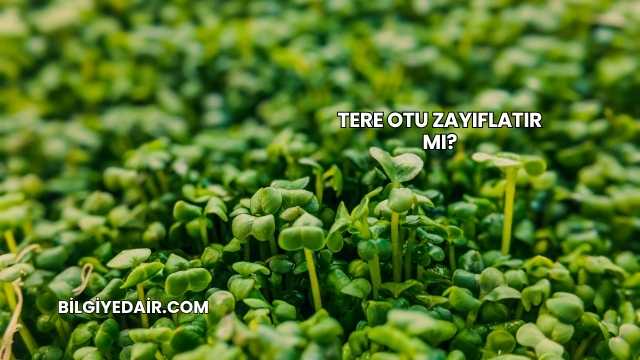 Tere Otu Zayıflatır mı?