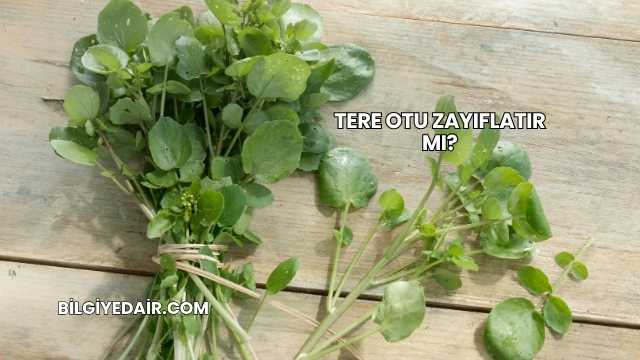 Tere Otu Zayıflatır mı?