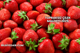Topraksız Çilek Maliyeti 2025